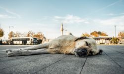 Başıboş köpekler Antalya'da gece gece dehşet saçtı