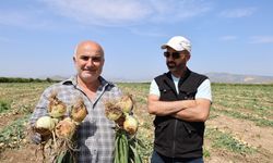 Mısırdan vazgeçip soğan ekti, yüzü güldü