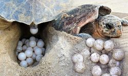 Antalya’dan tatilcilere caretta caretta uyarısı: ‘Lütfen beslemeyin’