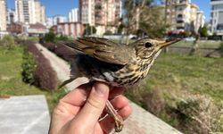 Bilim insanları kuş göçlerinin sebeplerini açıkladı… Göç rakamları şaşkınlık yarattı