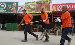 Son dakika...Hatay'da kuduz alarmı verildi... Tabelalar asıldı köpekler toplanıyor