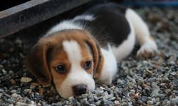 Yürek dağlayan görüntü, yavru köpeklere akıl almaz işkence, vicdansızlar o görüntüleri videoya aldılar