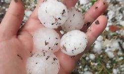 Dolu yağışı gül bahçelerini vurdu, tomurcuklar yerlere saçıldı