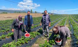 Konya’nın o ilçesinde yılın ilk çilek hasadı yapıldı