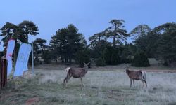 Salda Gölü’ne yeni geyikler bırakıldı… Geyiklerin üreyerek çoğalması bekleniyor