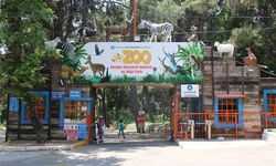 Antalya Büyükşehir Belediyesi’nde can dostlara 8 ton et… Peki Doğal Yaşam Parkı'na nasıl gidilir, giriş için ne kadar ödenir?