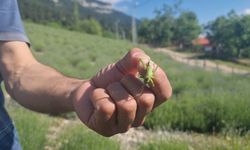 Lavanta üreticilerinin başı çekirgelerle dertte