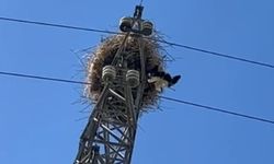 Elektrik direğindeki tellere takılan leylek 1 saatlik operasyonla kurtarıldı
