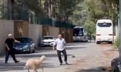 Firari kurbanlıklarla Antalya’da kurban manzarası… Kurbanlıkları kaçan vatandaşlar sokaklarda ter döktü