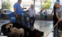 Kepez’de çocuklar kurban kesimini korku dolu gözlerle izledi