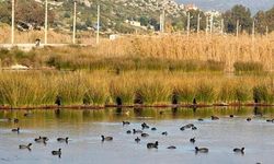 Antalya’nın Kuş cenneti… O bölge yüzlerce kuş türüne ev sahipliği yapıyor, yerli ve göçmen kuşlar burada buluşuyor