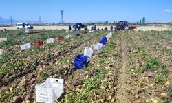 Dinar’da patates hasadı başladı… 120 bin ton hedefleniyor