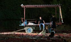 Antalya’nın milyonluk halı tarlası kimseyi uyutmuyor