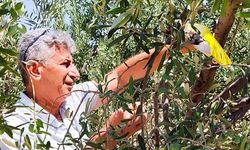 Aydın'da o böcekle mücadele sürüyor... Tehlikesi büyük