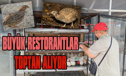 Antalya’nın yazlıkçı ilçesinde bıldırcın hareketliliği… Bıldırcınlar 100 liraya satılıyor