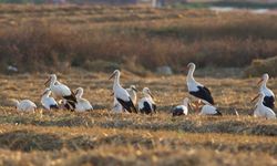 Kuşların göç yolları 'Kuş Hava Yolları' haritasında