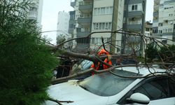 Şiddetli rüzgarın ortadan ikiye ayırdığı ağaç 3 aracın üzerine devrildi