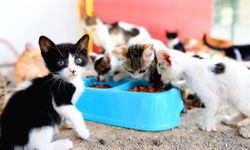 Mersin'de binlerce patili dostun yardımına koşuldu