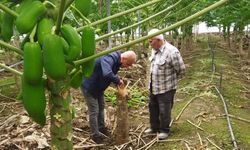 Çiftçilere biyolojik mücadele desteği