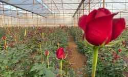 Sevgililer Günü gül üreticisinin yüzünü güldürecek