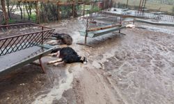 Köpek saldırısında 37 küçükbaş hayvan telef oldu