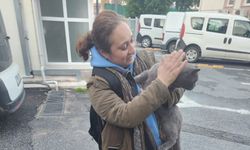 Kaybolan cins kedi sahibine teslim edildi