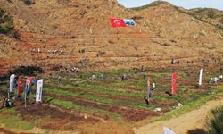 Marmaris Gölge Koyu'nda yaralar sarılıyor… Binlerce fidan toprakla buluştu
