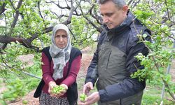 ORKÖY desteğinde üretilen eriklerin hasadı yapıldı