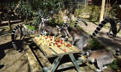 Antalya Doğal Yaşam Parkı'nda 3 lemur yavrusu dünyaya geldi