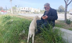 Annesinin sütü yetmeyince biberonla beslenen yavru kuzu sahibinin peşinden ayrılmıyor