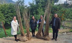 Antalya Büyükşehir Belediyesi’nden dut fidanı desteği