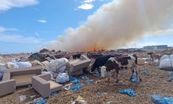Alevlere aldırmayan inekler otlamaya devam etti