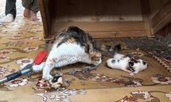 Mersin'de Kedi vaaz kürsüsünün altına yavruladı