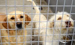 20 yılda 566 bin 791 hayvan sahiplendirildi