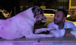 Antalya’da sokak ortasında katledilen köpek Lady için adalet isyanı büyüyor