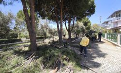 Didim'de ağaçlar yaza hazır