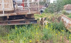Bakımı ihmal edilen köpeğe polis sahip çıktı