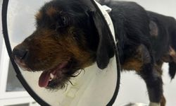 Araç arkasında sürüklenen 2 köpek, aylar sürecek tedaviye alındı