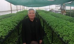 Ata mirası tohumlar milyonlarca fideye dönüştü