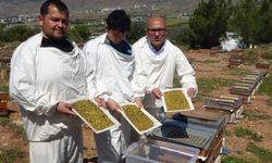 Bahar meyvesini verdi! Şifa deposu polende hasat başladı