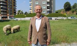 Mahallede başıboş köpek tedirginliği var