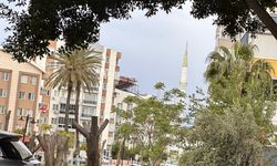 Antalya’da ağaç budamalarına tepki yağdı… Belediye yetkilileri ise katliam değil, önlem açıklaması geldi