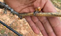 Çiftçilerin çabası yetmedi, don tarım arazilerine büyük zarar verdi