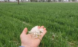 Denizli’de çiftçilerin umudu başka bahara kaldı