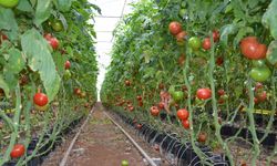 100 ton domates çöp oldu… Antalya’dan uyarı
