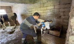Gazipaşa’da gıda ve hayvan sağlığı denetimi