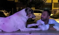 İşletmenin beslediği köpeğe 3 el ateş edip yaşamdan kopardı