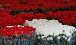 Antalya, 2024 yılında 656 milyonun üzerinde karanfil üreterek zirveye adını yazdırdı