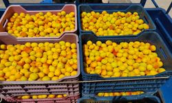 Kayısıda ilk hasat yapıldı 500 TL'den alıcı buldu