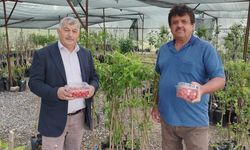 Gazipaşa’da sezonun ilk kiraz hasadı gerçekleşti